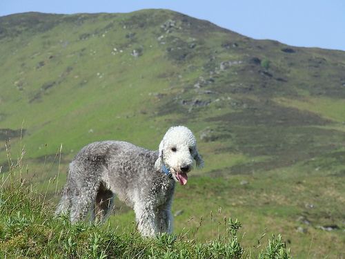 Bedlington Terrier