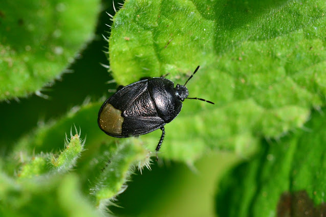 Sehirus morio