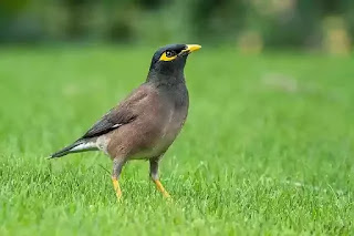 Mynah