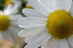 Wild Chamomile