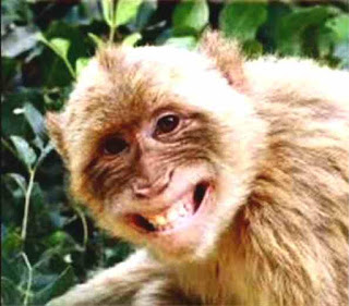 Laughing furry monkey