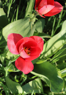 Beautiful Tulips