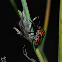 Graphosoma lineatum