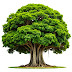 How to grow and care Banyan tree with glory rays of sunlight
