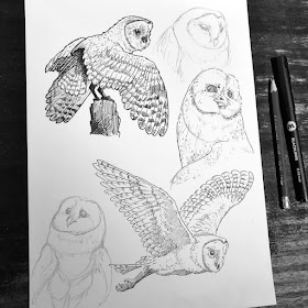 09-Owl-drawing-study-Animal-Drawings-Eve-Berthelette-www-designstack-co