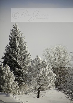 dec2-IMG_0191-Edit-101206