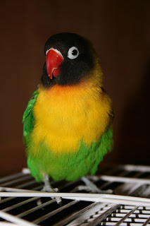 Fischer's Lovebird(Agapornis fischeri)