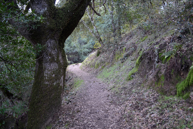 trail under laurel and oaks