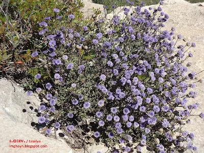 Globularia alypum / ⵜⴰⵙⴻⵍⵖⴰ | ⵀⴰⵙⵍⵖⴰ | ⵜⵉⴷⵉ ⵏ ⵜⵉⵏⵉⵜ // taslγa | haslγa | tidi-n-tenet / Globulaire buissonnante /  عينون، العبعاب