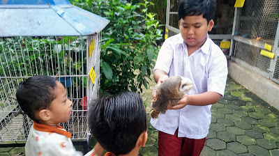 kematian tyto alba burung hantu