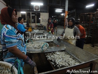 ikan Bilis di Tanjung Dawai 48