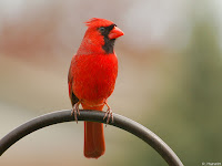 Male Cardinal Bird