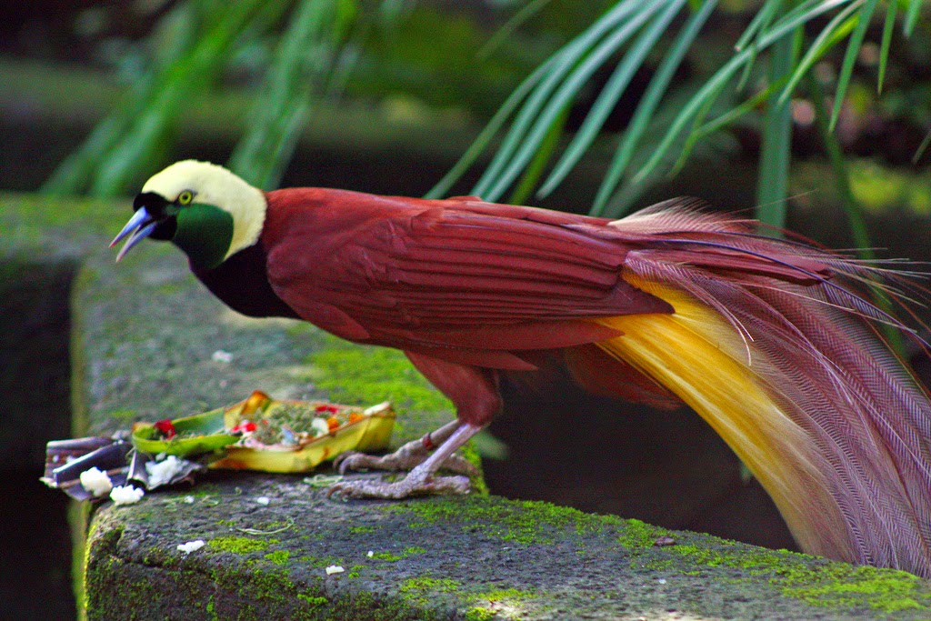 10 burung cendrawasih yang cantik dan sangat indah ~ Dunia 