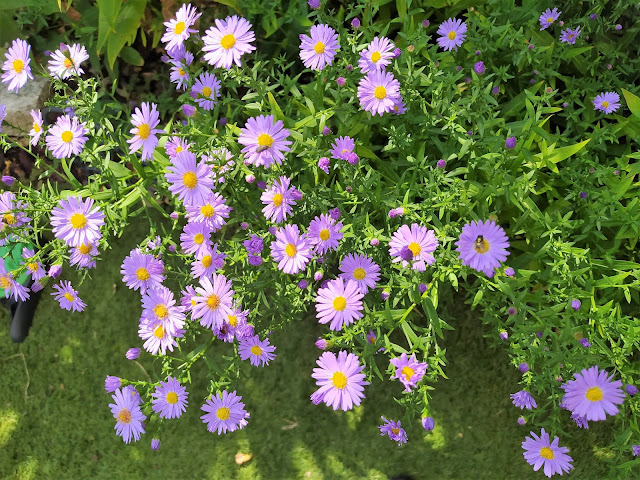 Centaurea (Centaurea dealbata Willd.).