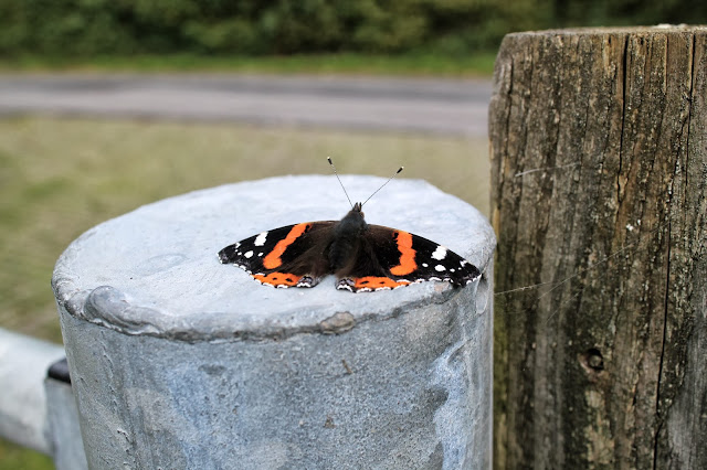 uk butterfly autumn