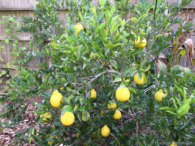 Dragon Fruit Tree Houston. What kind of fruit?, you ask.