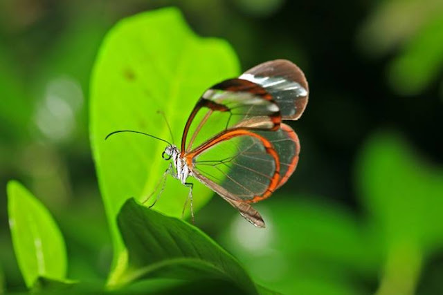 The glasswinged butterfly's name in Spanish is Espejitos which translates as little mirrors. In certain lights, the translucent wing parts have a glossy, almost reflective quality to them that makes their Spanish name effectively accurate. Whether they're seen as glass or mirrors, though, there's something absolutely fascinating about the way these butterflies' wings offer a surreal look at the environment around the insect. It's like they're tiny ornaments designed to draw the eye to the scenic appeal of nature.