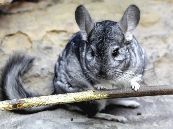 Short-tailed Chinchilla