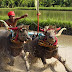 ジュンブラナ県の伝統水牛レース、ムクプン・ランピット定期開催へ