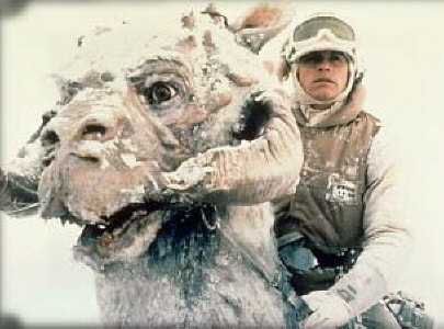 Tauntaun Star Wars. Taun-Taun from Star Wars.