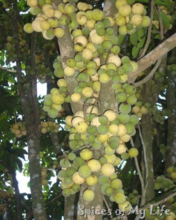 lanzones tree