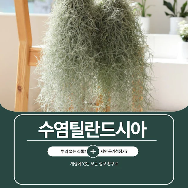 수염 틸란드시아 썸네일