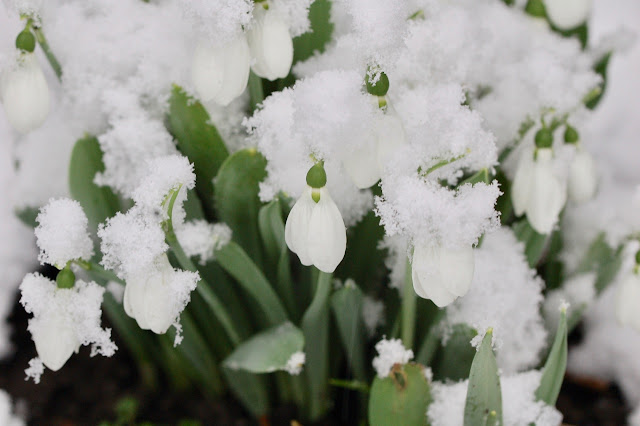 Snow drops in snow.