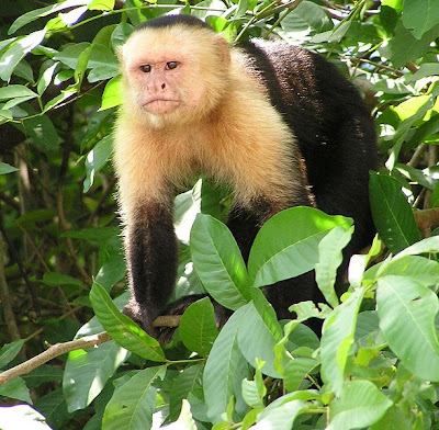 animales-raros-capuchino-mono