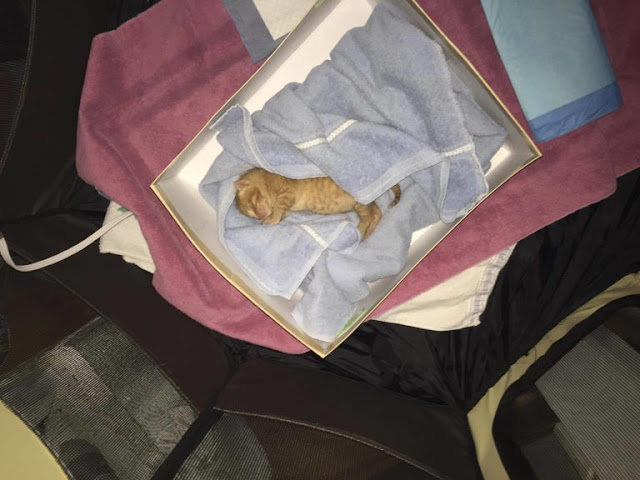 Found Just In Time – Little Ginger Kitten Dumped In A Trash Bin