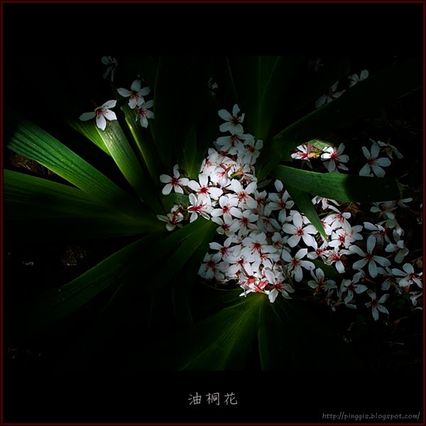 油桐花