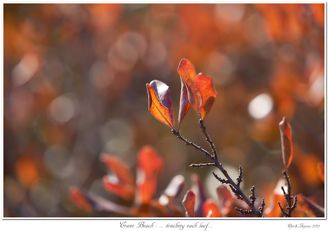 Crane Beach: ... touching each leaf...