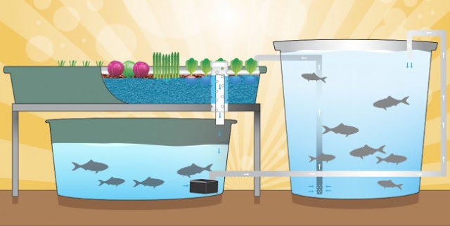 Aquaponics Alive!: Pros and Cons of Different System Types
