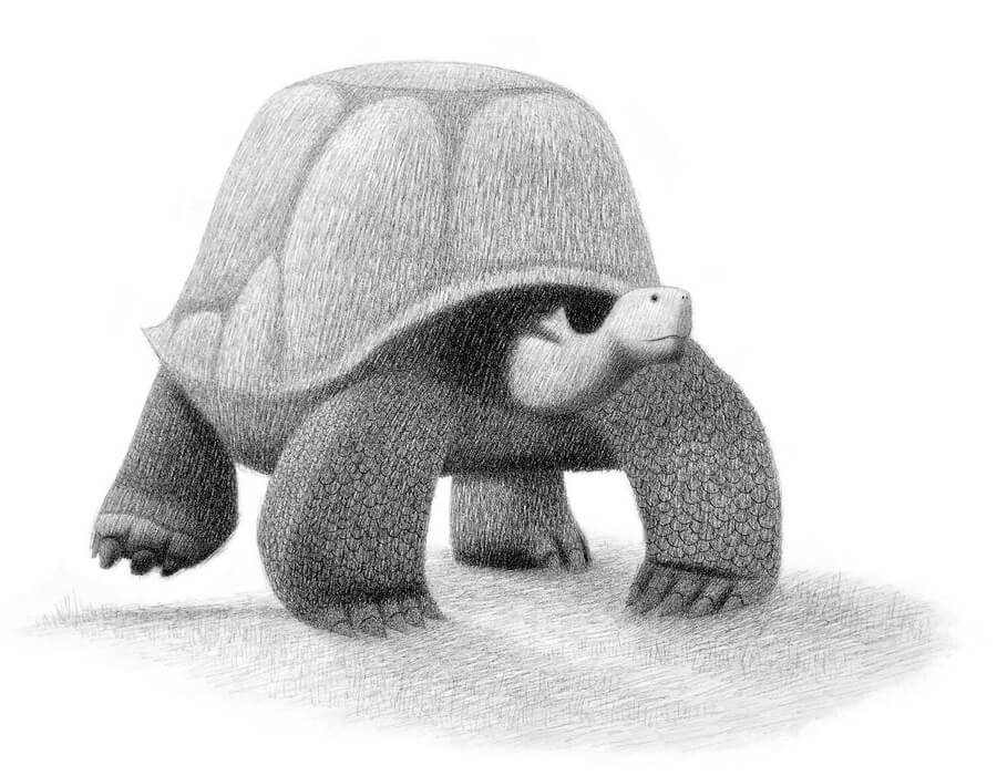 05-Giant-Tortoise-Charcoal-Drawings-Heidi-Marie-Smith-www-designstack-co