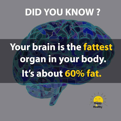 facts about of human brain