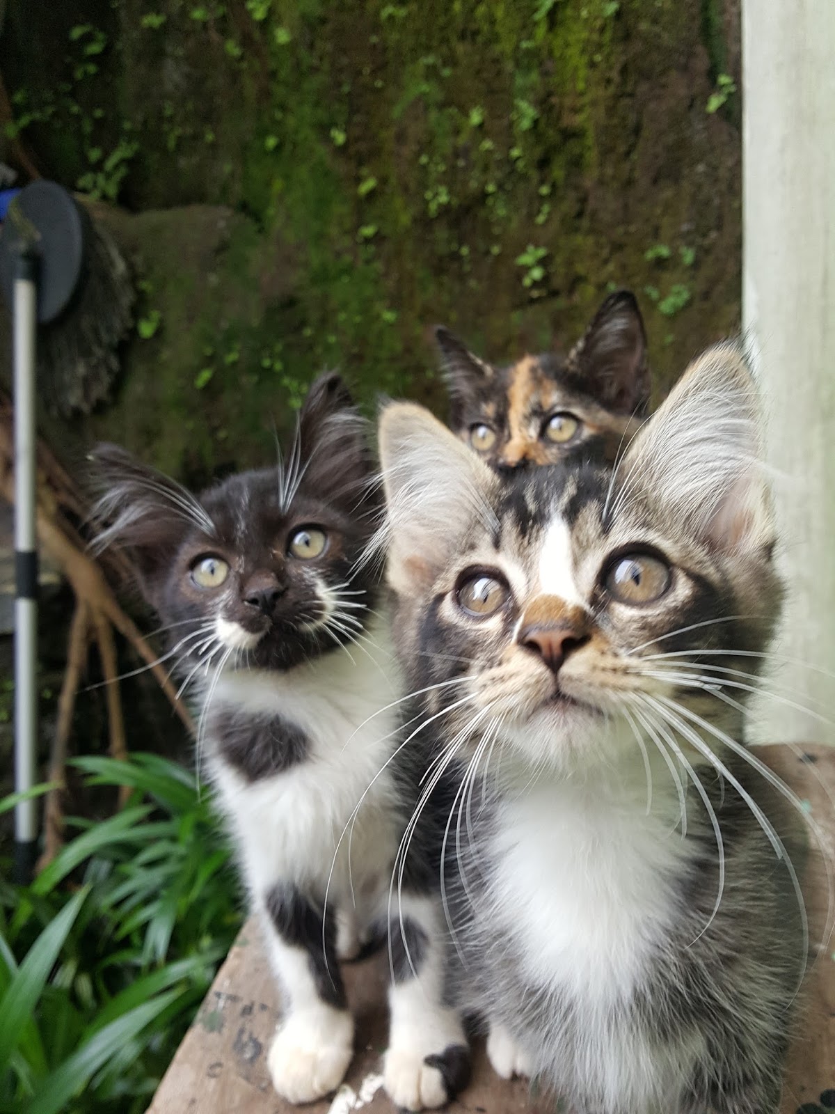 Jenis Jenis Kucing Kampung Di Indonesia mudah diingat - Kucing Betina