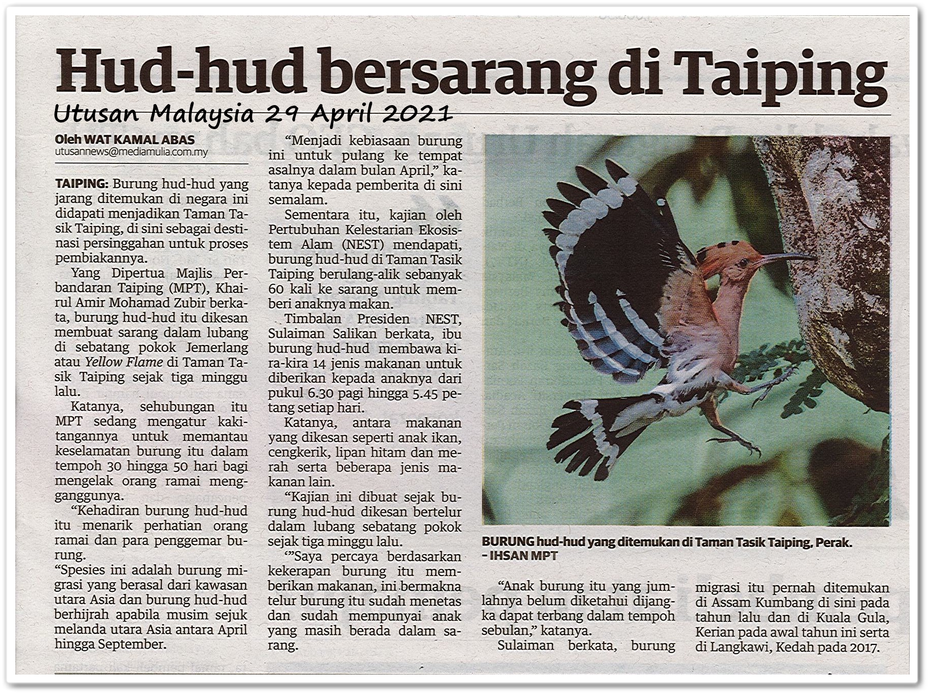 Hud-hud bersarang di Taiping - Keratan akhbar Utusan Malaysia 29 April 2021