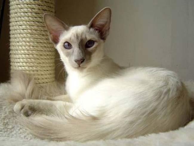 Ras balinese cat is a cat with