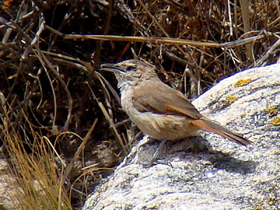 Steak fronted Thornbird