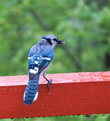 blue jay in rain