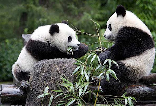 Pequeños osos panda comiendo