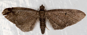 Unidentified melanic pug, Eupithecia species.  Hayes on 5 August 2012.