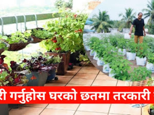 How to grow vegetables on the roof of your house | Full details about Kausi Farming 