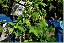röda vinbär