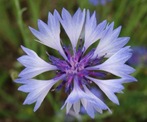 cornflower