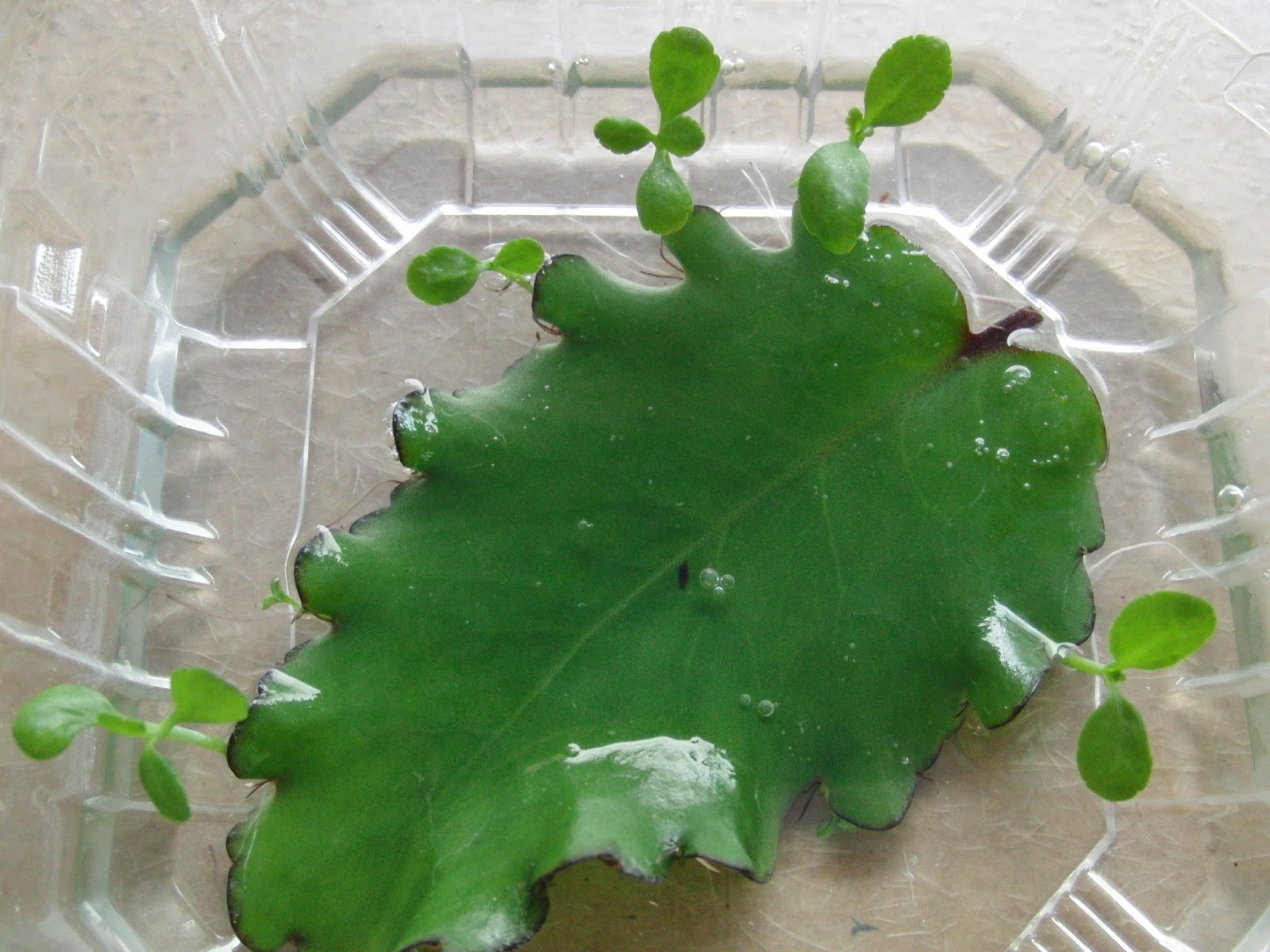 ハカラメ セイロンベンケイソウ 葉から芽がでる不思議な植物 N ミライノシテン
