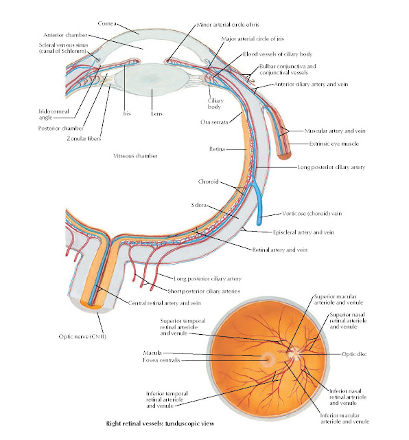 Intrinsic Arteries and Veins of Eye Anatomy