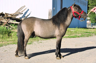 Sonny standing from other side, grulla miniature stud