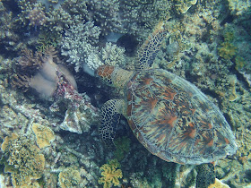 Green Turtle - Australia