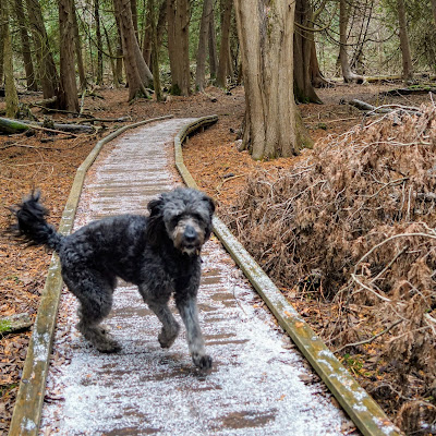 Boardwalk in Bob Hunter Memorial Park