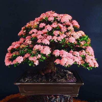 Pesona Bonsai Bunga Asoka